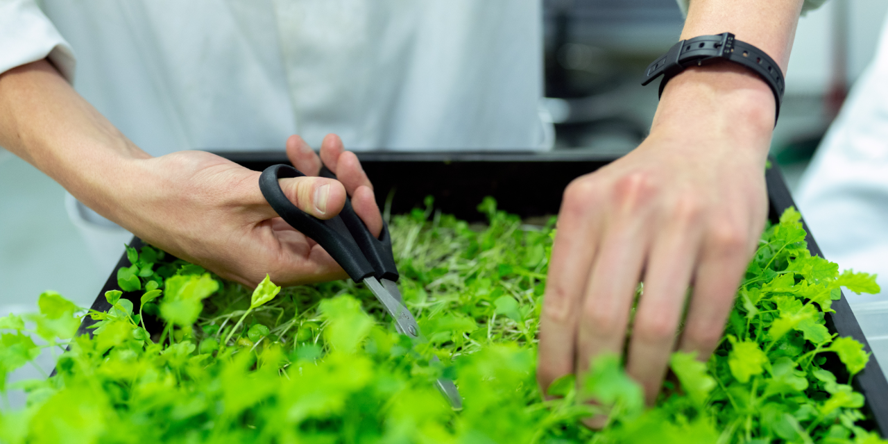 Microgreens in Greenhouse: A Bounty of Flavor and Nutrition